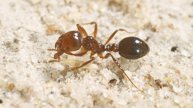 Fire ants nest found further south of Queensland border