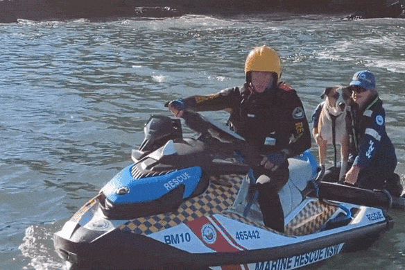 The dog was returned to safety after being taken to Snapper Island on Monday.