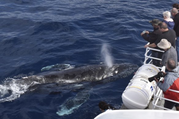 Tourists were treated to an incredible sight as the whale used the boat for shelter.  