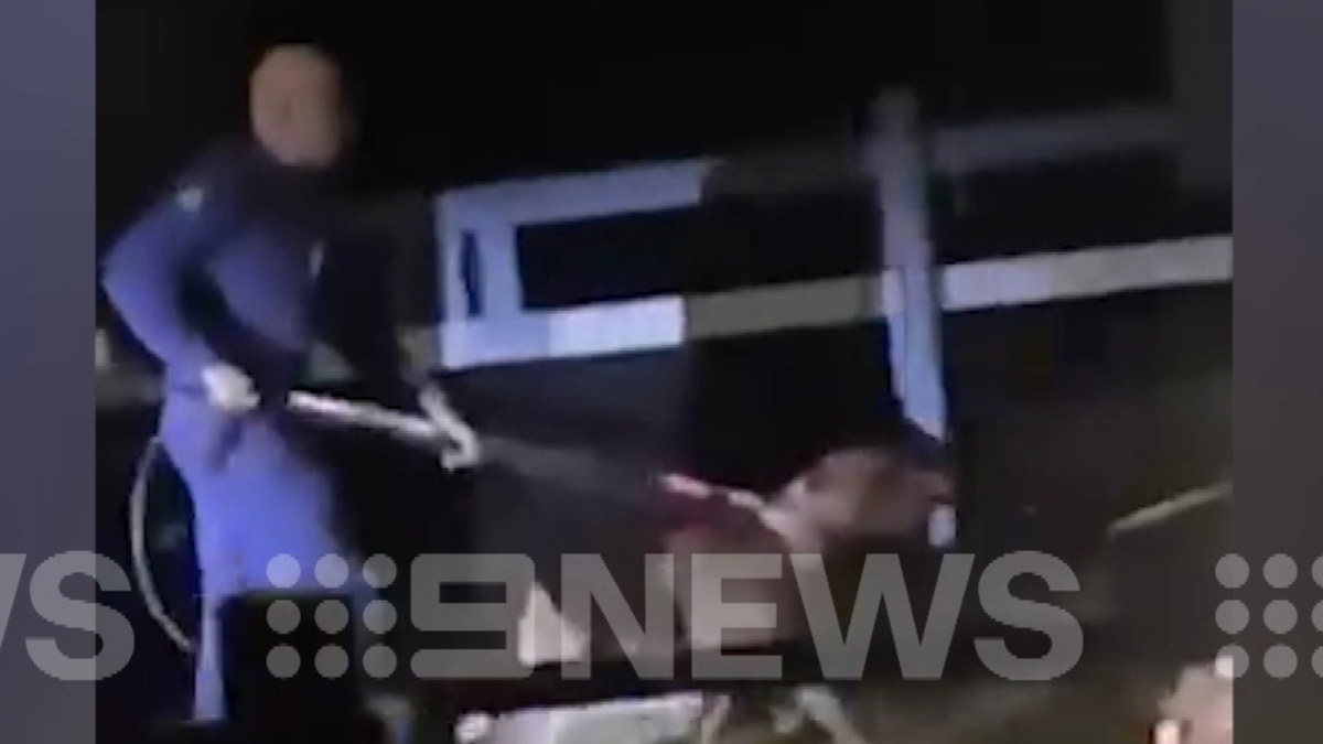 Chermside dog attack: Man hospitalised after being attacked by two dogs ...