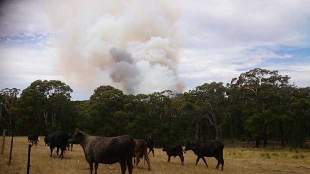 "Too close for comfort": The Bendoch fire was a few hundred metres from the home of Luke Steele. 