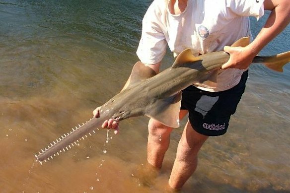 The freshwater sawfish is listed as critically endangered globally by the IUCN Red List. In Australia, where one of the world’s last major strongholds exists, the species is listed as endangered.