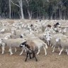 Why this WA farmer is digging a mass grave for 3000 sheep