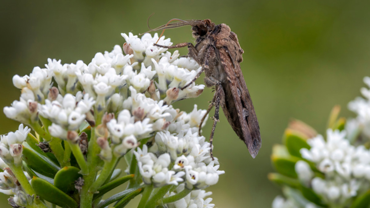 Why is hayfever so bad this spring? Doctors highlight factors including ...