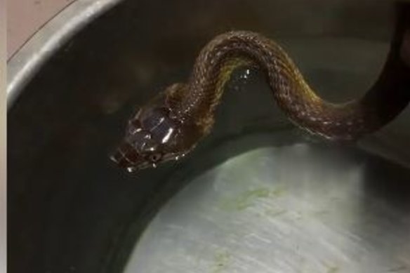 The current snake in Ms Maro's care, a brown tree snake, drinking water.
