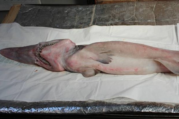 Goblin shark seen alive for the first time in its natural habitat ...