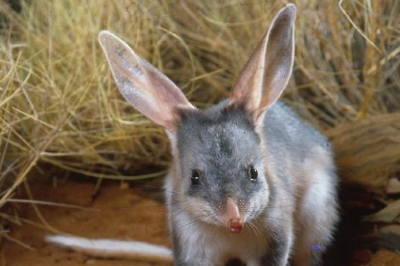 The bilby is one of the Australian species endangered by feral cats. 