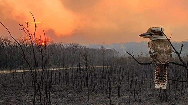 A kookaburra surveys the destruction on the South Coast.