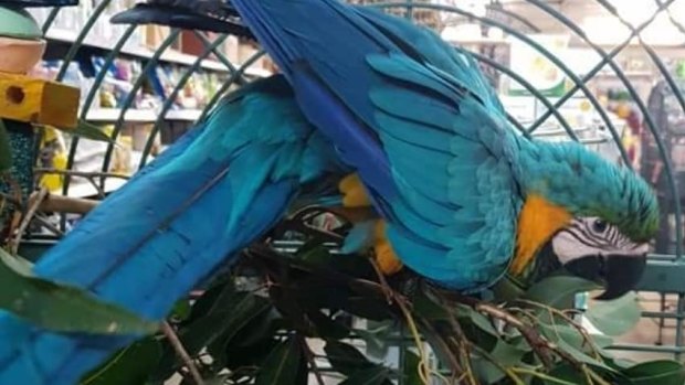 Conchita the stolen macaw can say her own name, 'scratchy scratch', 'yum yum' and laughs.