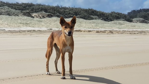 Dingoes in Eurong on Fraser Island have no fear of people like others in Queensland because they are raised among them.