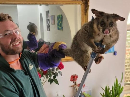 Rohan from 1800 Possums with one of the two possums that fell into the Elith family’s fireplace in Belgrave.