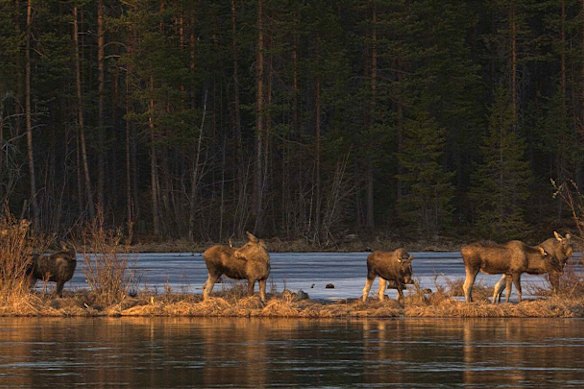 Moose in Junsele, Sweden, during preparations for the livestream.