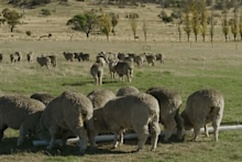 Sheep are raised on a carbon positive farm in Tasmania.