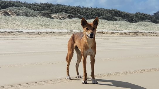 Dingoes in Eurong on Fraser Island have no fear of people like others in Queensland because they are raised among them.