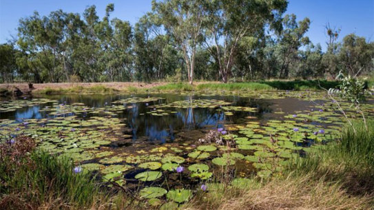 Doongmabulla Springs, south-west of the proposed Carmichael Mine. Impact on this spring is at the centre of Adani's final approvals for the Carmichael Coal Mine.