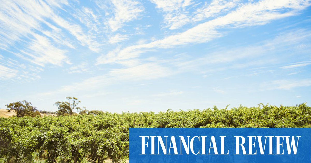 Chinese tariffs put pause on vineyard expansion - Vimarsana News