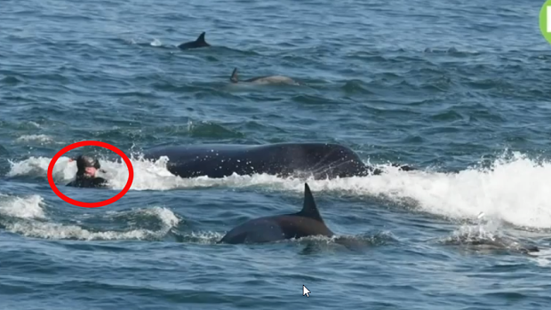 South African dive tour operator Rainer Schimpf found himself trapped in the jaws of a huge Bryde's whale during a feeding frenzy.