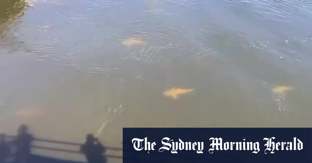 School of sharks spotted circling near Swan River site where WA teen was killed