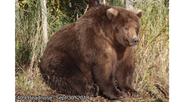 409 Beadnose has been crowned America's Fattest Bear of 2018.