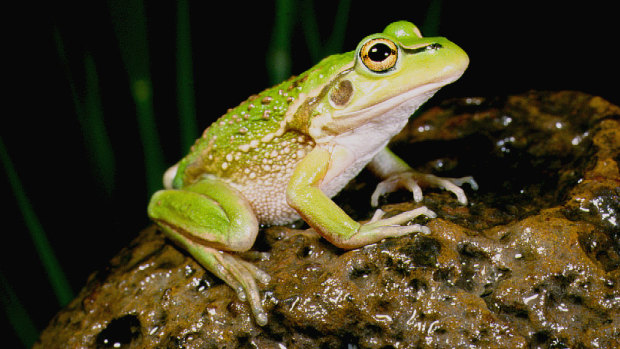 The Growling Grass Frog  classified as endangered in Victoria.