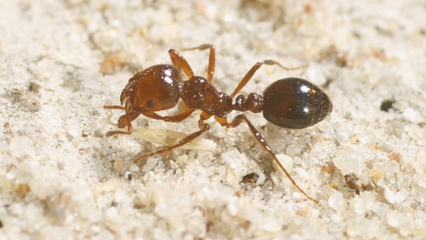 A file photograph of a red imported fire ant.