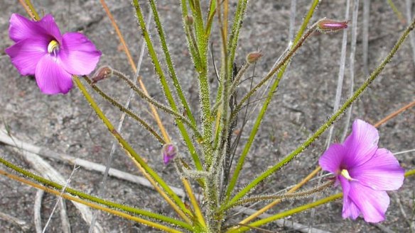 Brixton Street Wetlands contains one of four remaining known populations anywhere of the carnivorous rainbow plant.