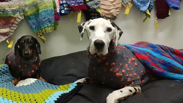 Barry with a donated jumper was posted to the rescue group's Facebook page a day before the raid.