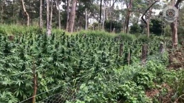 Mackay detectives have discovered $20 million worth of cannabis crop in bushland at Calen. 