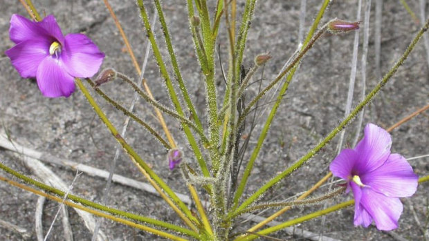 Brixton Street Wetlands contains one of four remaining known populations anywhere of the carnivorous rainbow plant.