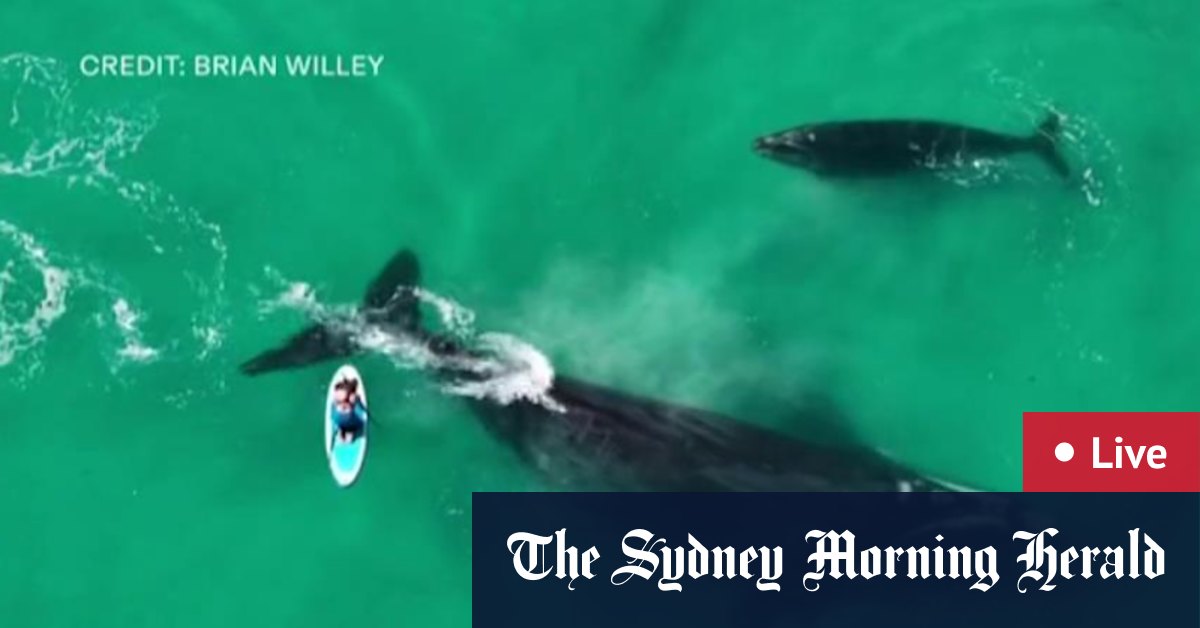 WA news LIVE: Mother whale and calf return to Leighton Beach