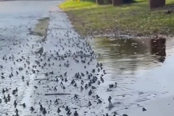 An invasion of toadlets strikes fear and loathing in Tugun just before Christmas.  