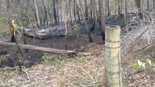 Queensland police are searching for the arsonist who lit a blaze on the Gold Coast amid the bushfire dangers.