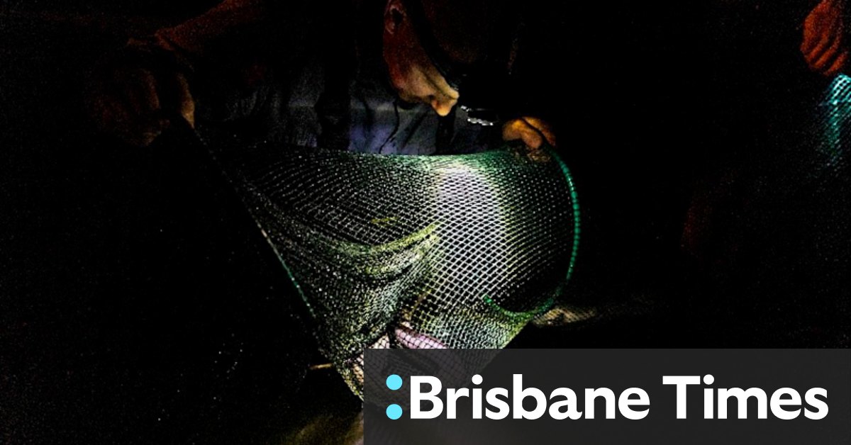 Uncovered: the mysterious journey of the short-finned eel - Vimarsana News