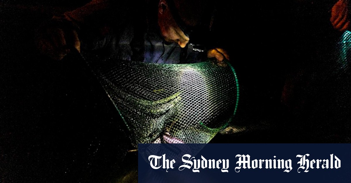 Uncovered: the mysterious journey of the short-finned eel - Vimarsana News