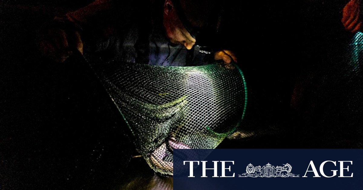 Uncovered: the mysterious journey of the short-finned eel - Vimarsana News