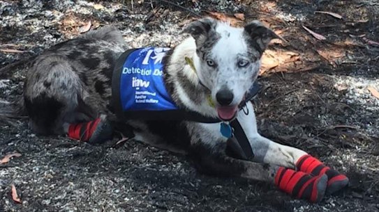 Bear the koala detection dog searches scorched bushland at Cooroibah on the Sunshine Coast for surviving koalas. Credit: Supplied.
