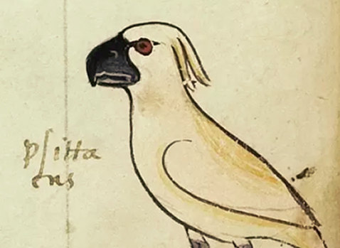 One of the four images of the cockatoo gifted to Frederick II by the ‘Sultan of Babylon’. Codex Ms. Pal. Lat 1071, folio 20v (© [2018] Biblioteca Apostolica Vaticana). 
