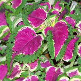 Coleus, the indoor plant most at risk of dying.