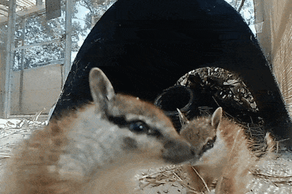 The numbat joeys, born the size of jellybeans, emerging from their burrow for the first time.