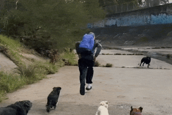 The would-be assailant being pursued dogs.