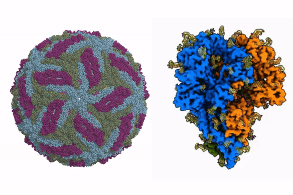 Leaps forward in cryogenic electron microscopy have led to high-resolution imaging of micropscopic structures, such as Zika virus (left) and the COVID-19 spike (right).