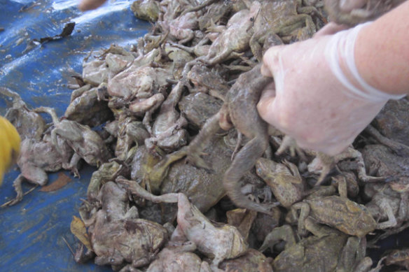 The end of the line for another batch of cane toads, which range from toadlets up to big females.