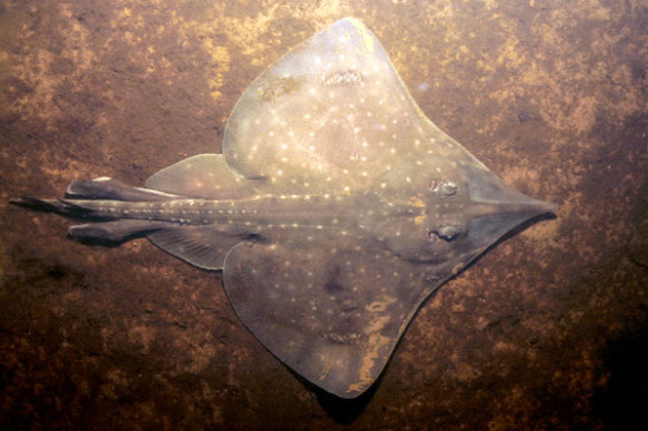 The Maugean skate.