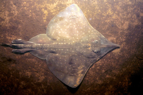 The Maugean skate is on the brink of extinction. It has a flat, disc-shaped body between 70 centimetres and 90 centimetres long and a thorny tail. 