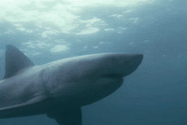 Sharks What Do They Want And Why Do The Bite
