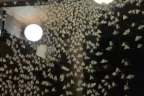 Holiday goers in the Blue Mountains were stunned by the sight of hundreds of bogong moths outside their accommodation.
