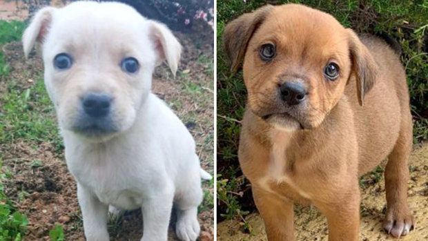 Pet-buyers have been urged to beware of illegitimate breeders after two Perth people were duped by online sellers. 