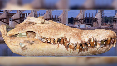 The crocodile skull is believed to have survived in the 1880s. 