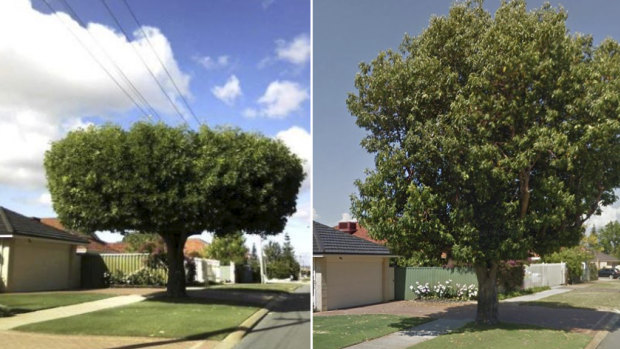 The tree has grown to 10 metres tall since overhead powerlines were removed from the area in 2012. 