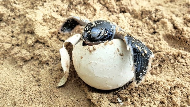 Researchers are trying to cool down turtle eggs in an effort to produce more males, as higher temperatures produce females.